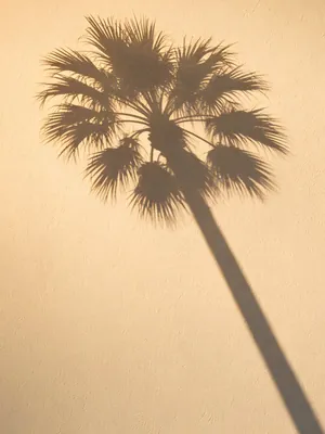 No. 014, Palm shadow, stucco wall